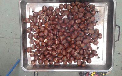 Castañada/Fiesta del Otoño